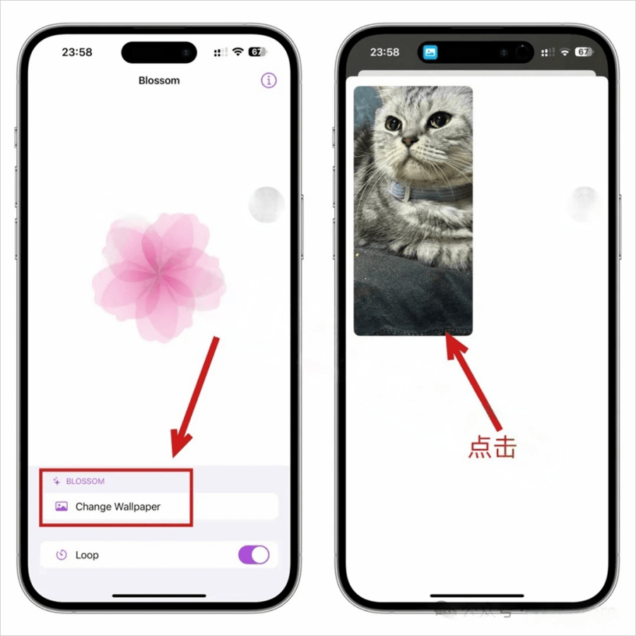 iOS设置动态视频桌面壁纸:Blossom插图1 iOS设置动态视频桌面壁纸:Blossom插图1