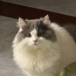 未易的头像-IPA资源下载站|IPA宝库|IPA商店